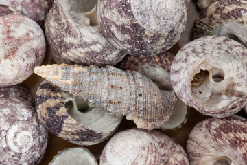 Pile of small shells backdrop