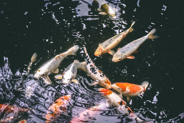 fish in pond