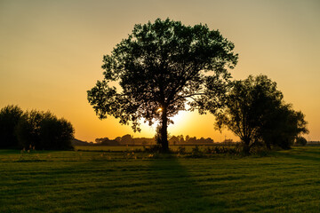 drzewo w tle zachód słońca 