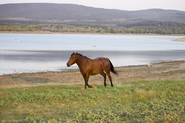 red horse runs without a bridle along the bank of the reservoir.
