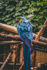 blue and yellow macaw