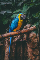 blue and yellow macaw on branch