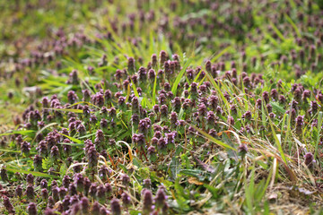 ヒメオドリコソウ