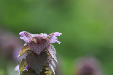 ヒメオドリコソウ