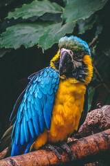 parrot portrait