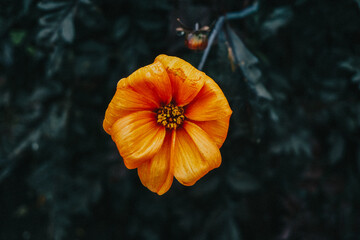 orange poppy flower