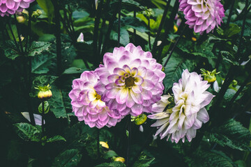 pink and yellow flowers