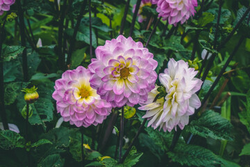 pink and white dahlias