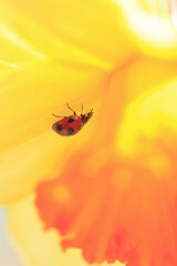 スイセンとテントウ虫