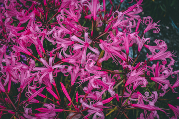 pink and white flowers