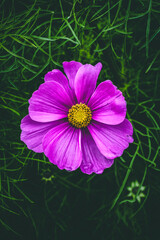 close up pink flower