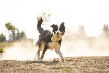 Fototapeta na wymiar Hund spielt Frisbee im Staub