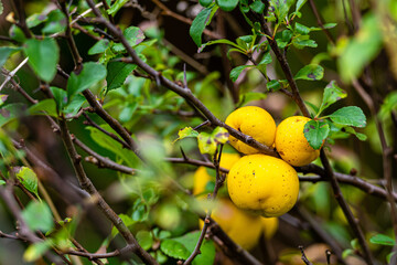 ripe yellow quince fruit on a tree in an organic garden, blurred autumn garden background cincept