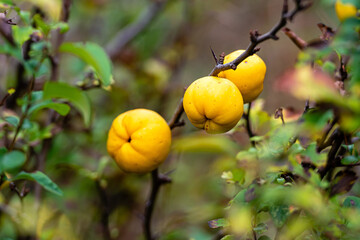ripe yellow quince fruit on a tree in an organic garden, blurred autumn garden background cincept