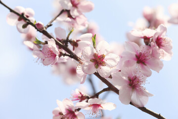 Obraz premium スモモ