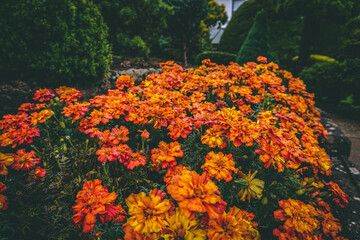 red and yellow flowers