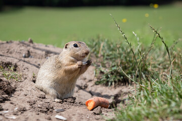 Naklejka na ściany i meble European ground squirrel munching on seeds in a field at Muran plain, Slovakia