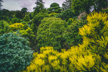 flowers in the garden