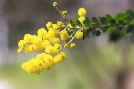 「アカシヤの花」の写真素材 | 86件の無料イラスト画像 | Adobe Stock