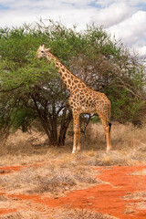 Masai giraffe (Giraffa camelopardalis tippelskirchii) feeding from Acacia tree, Tsavo, Kenya