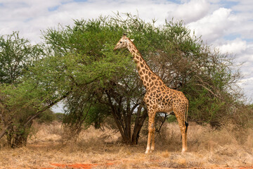 Naklejka na ściany i meble Masai giraffe (Giraffa camelopardalis tippelskirchii) feeding from Acacia tree, Tsavo, Kenya