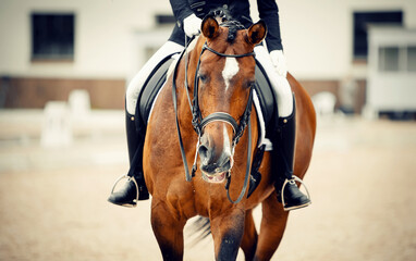 Equestrian sport. Dressage of horses in the arena.