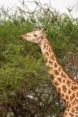 Masai giraffe (Giraffa camelopardalis tippelskirchii) feeding from Acacia tree, Tsavo, Kenya