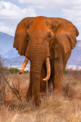 Naklejka na ściany i meble An adult African bush elephant (loxodonta africana) standing in open savannah, Tsavo, Kenya