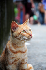 The tabby gaze at something.