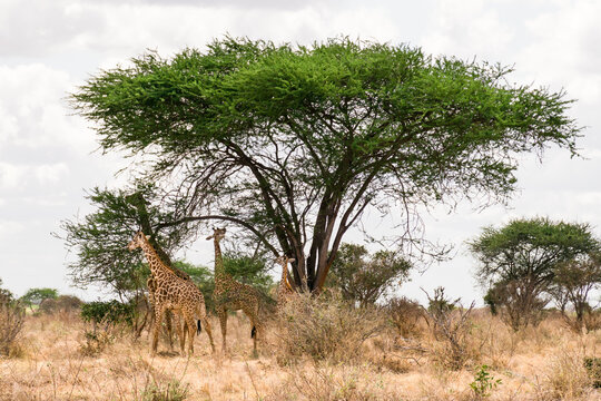 Masai giraffe herd (Giraffa camelopardalis tippelskirchii) feeding from Acacia tree, Tsavo, Kenya