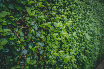 background of leaves