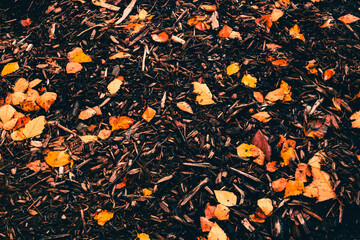 autumn and wood chips