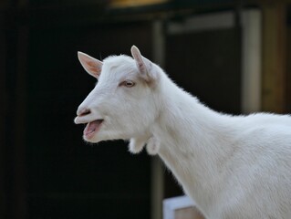 portrait of a goat