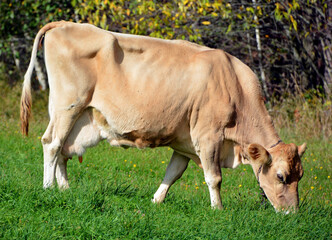 The Brown Swiss or American Brown Swiss is an American breed of dairy cattle. It derives from the...