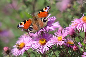 Fototapeta na wymiar Butterfly on a pink flower 