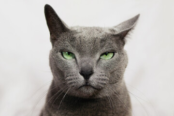 Angry annoyed cat looking at camera. Wanted russian blue cat robber, funny expression.