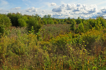 Lush vegetation landscape