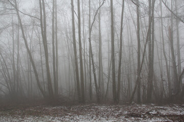 blurred photo of forest fog in a winter forest, mysterious mystical landscape