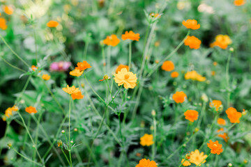 Fototapeta na wymiar A beautiful bed of orange and yellow wildflowers in a background of green leaves.