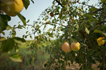 Apple in apple tree corn field background
