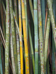 Graphic Bamboo Trunks Isolation. Background.