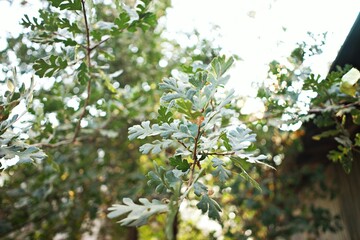 Green Oak leaves in the sun