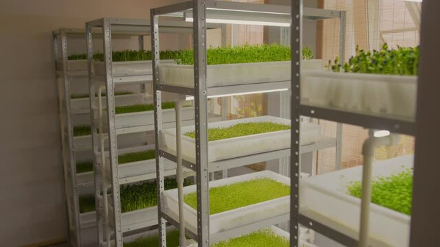 Slow motion fresh microgreen sprouts on white shelves agriculture with light. Young plant pot salad. Nutrition organic raw growth. Close up