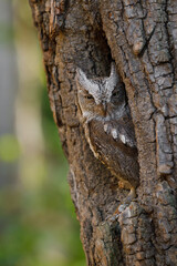 European scops owl, Otus scops, in tree hole at sunrise. Small owl peeks out from trunk showing narrowed eyes. Bird also known as Eurasian scops owl. Wildlife scene. Morning in nature.