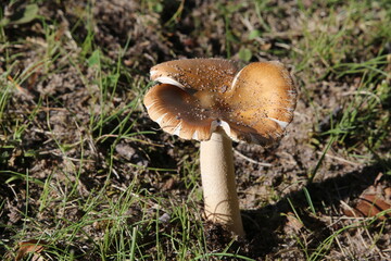 Mushroom in the forest and grass (fungi, fungus, pluteaceae)