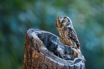 Owl at sunrise. Boreal owl, Aegolius funereus, perched on decayed trunk. Typical small owl with big yellow eyes in first morning sun rays. Known as Tengmalm's owl. Habitat Europe, Asia, N. America.