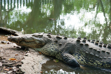 Famous crocodile from the La Venta Park Museum Zoo, nicknamed Papillon. Villahermosa, Tabasco, Mexico.