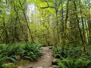Obraz premium Lynn Canyon Park, North Vancouver, British Columbia, Canada. Beautiful Wooden, Green path