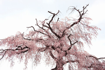 円山公園の枝垂れ桜