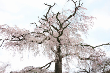 Fototapeta na wymiar 円山公園の枝垂れ桜